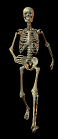skeleton walking