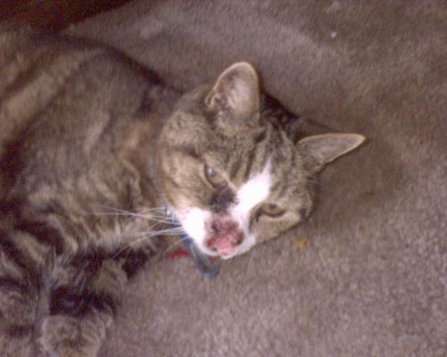 GZO-2006.08-2007.01_009