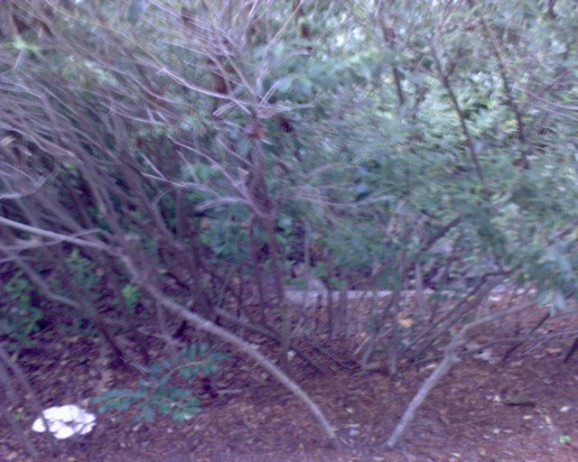 GZO-2006.08-2007.01_085