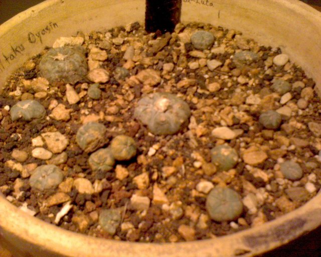 GZO-2006.08-2007.01_106